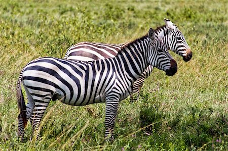 storm on the savanna - Two Zebras in the Masai Mara park Stock Photo - Budget Royalty-Free & Subscription, Code: 400-05907115