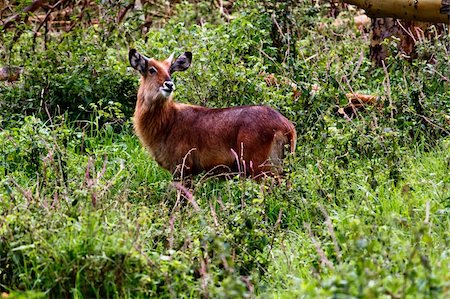 The Antelope in the Masai Mara park Foto de stock - Super Valor sin royalties y Suscripción, Código: 400-05907116