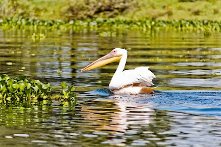 The Pelican in the Lake Naivasha in the Kenya Photographie de stock - Aubaine LD & Abonnement, Code: 400-05907113