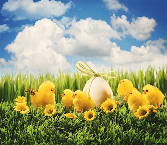 Little Easter chicks in the grass Foto de stock - Sin royalties, Artista: Sandralise, Código de la imagen: 400-05907121