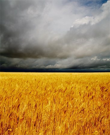 simsearch:400-05355620,k - golden field under dramatic sky. rain before Fotografie stock - Microstock e Abbonamento, Codice: 400-05907158