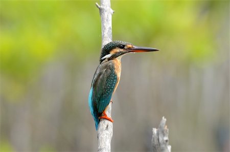 beautiful female common kingfisher sitting on branch Photographie de stock - Aubaine LD & Abonnement, Code: 400-05907182