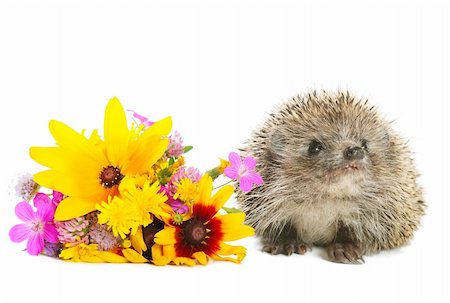 Little needle hedgehog with bouquet of miscellaneous flowers on white background Stock Photo - Budget Royalty-Free & Subscription, Code: 400-05907204