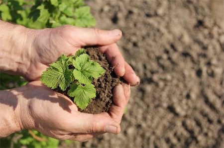 rimboschimento - hands holding a young sapling, caring for plants Fotografie stock - Microstock e Abbonamento, Codice: 400-05907250