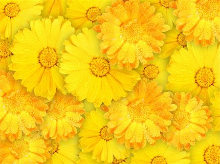 simsearch:400-06095720,k - Abstract background of orange and yellow wet flowers for your design. Close-up. Studio photography. Stock Photo - Budget Royalty-Free & Subscription, Code: 400-05907326