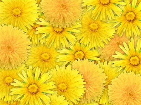 simsearch:400-06095720,k - Abstract background of yelow flowers for your design. Close-up. Studio photography. Stock Photo - Budget Royalty-Free & Subscription, Code: 400-05907327