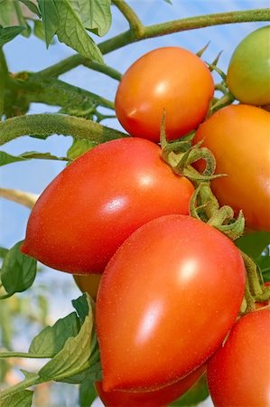 Bunch with elongated ripe red tomatoes that growing in the greenhouse, close-up Stock Photo - Budget Royalty-Free & Subscription, Code: 400-05907329