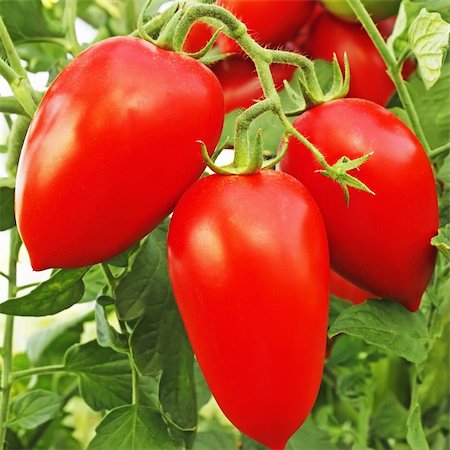 Bunch with elongated ripe red tomatoes that growing in greenhouse Stock Photo - Budget Royalty-Free & Subscription, Code: 400-05907330