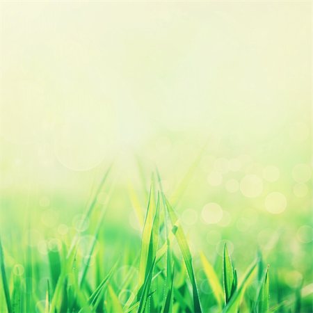 Spring or summer abstract nature background with grass in the meadow and blue sky in the back Stock Photo - Budget Royalty-Free & Subscription, Code: 400-05907581