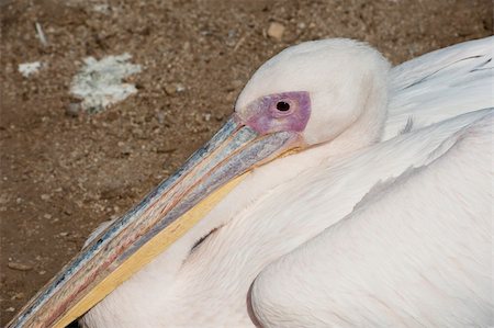 pelícano blanco - Large pelican bird sitting on the ground in a zoo Foto de stock - Super Valor sin royalties y Suscripción, Código: 400-05907622