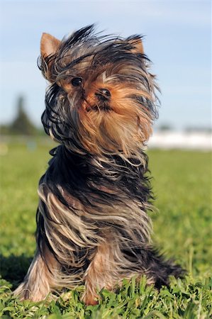 simsearch:400-04615455,k - portrait of a purebred puppy yorkshire terrier in the wind Foto de stock - Royalty-Free Super Valor e Assinatura, Número: 400-05907716