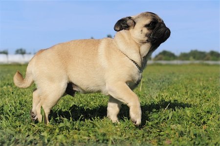 pug, not people - purebred puppy pug walking in a field Stock Photo - Budget Royalty-Free & Subscription, Code: 400-05907718