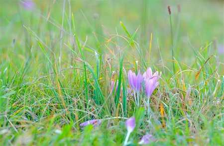 crocus flowers in spring time Stock Photo - Budget Royalty-Free & Subscription, Code: 400-05908124
