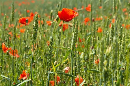 simsearch:400-06760836,k - close up detail of green wheat with red poppy Photographie de stock - Aubaine LD & Abonnement, Code: 400-05908236
