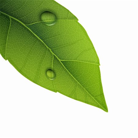 simsearch:400-04524191,k - Green leaf with water droplets, closeup vector illustration. Stock Photo - Budget Royalty-Free & Subscription, Code: 400-05908501