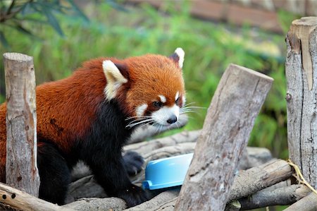 procyon lotor - red panda Foto de stock - Super Valor sin royalties y Suscripción, Código: 400-05908534