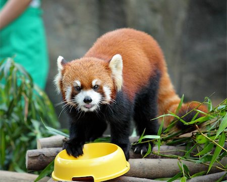 red pandas - red panda Stock Photo - Budget Royalty-Free & Subscription, Code: 400-05908537