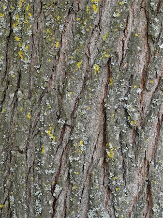 spruce tree bark - tree pine bark Stock Photo - Budget Royalty-Free & Subscription, Code: 400-05908592
