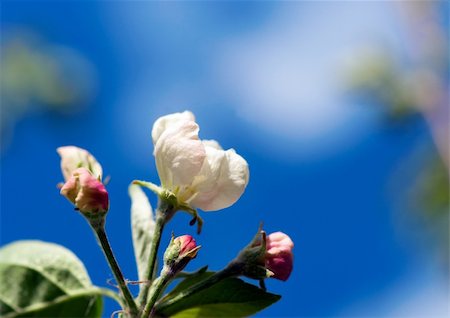 simsearch:400-05066044,k - Close up of cherry flower on blue sky Foto de stock - Royalty-Free Super Valor e Assinatura, Número: 400-05908706