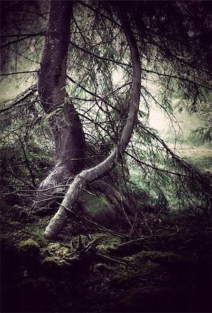 trees with moss with dark spooky feeling Stock Photo - Budget Royalty-Free & Subscription, Code: 400-05908701