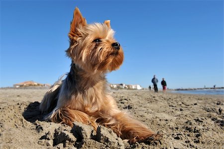 simsearch:400-04615455,k - portrait of a purebred yorkshire terrier on the beach, walkers in the background Foto de stock - Royalty-Free Super Valor e Assinatura, Número: 400-05908825