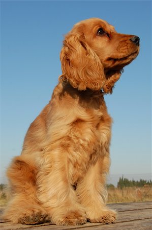 simsearch:400-06067706,k - portrait of a puppy purebred english cocker on a blue sky Foto de stock - Super Valor sin royalties y Suscripción, Código: 400-05908822