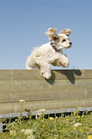 simsearch:400-05887877,k - purebred american cocker in a training of agility Photographie de stock - Aubaine LD & Abonnement, Code: 400-05908823