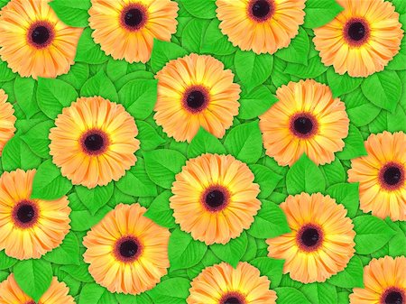 simsearch:400-06095720,k - Abstract background of orange flowers and green leaf for your design. Close-up. Studio photography. Stock Photo - Budget Royalty-Free & Subscription, Code: 400-05908987