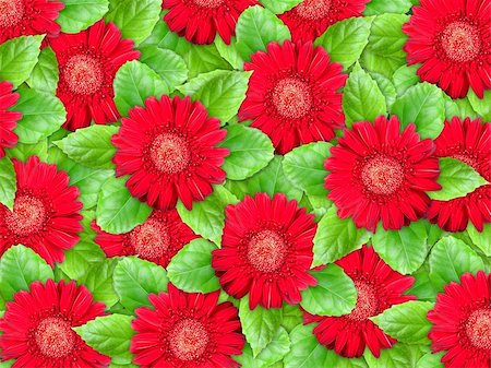 simsearch:400-06095720,k - Abstract background of red flowers and green leaf for your design. Close-up. Studio photography. Stock Photo - Budget Royalty-Free & Subscription, Code: 400-05908989