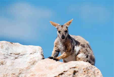 endangered yellow footed rock wallaby in the wild Fotografie stock - Microstock e Abbonamento, Codice: 400-05908997