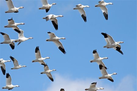 simsearch:400-06483680,k - Migrating Snow Geese flying in a blue winter sky. Photographie de stock - Aubaine LD & Abonnement, Code: 400-05909016