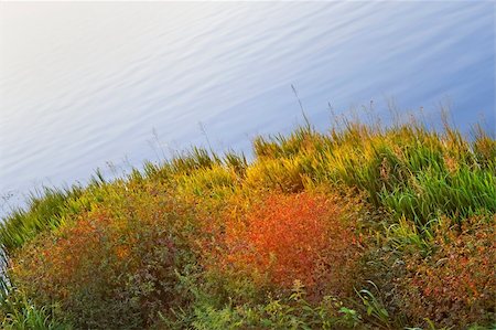 simsearch:400-05880107,k - Colourful coastal plants at reservoir in autumn evening time Stockbilder - Microstock & Abonnement, Bildnummer: 400-05909161