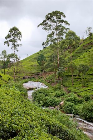 simsearch:400-06921179,k - Shot of the countryside with tea plants Fotografie stock - Microstock e Abbonamento, Codice: 400-05909414