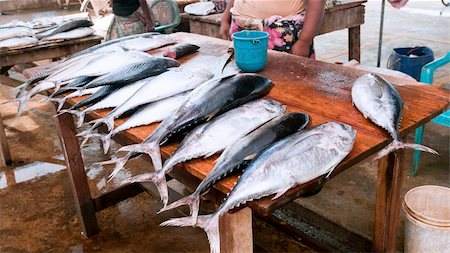fresh blue fish - Stand with the fish market, Negombo, Sri Lanka Stock Photo - Budget Royalty-Free & Subscription, Code: 400-05909412