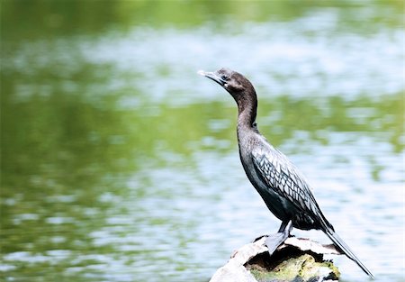 Cormorant sitting on a branch and watching the neighborhood Stock Photo - Budget Royalty-Free & Subscription, Code: 400-05909413