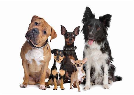 group of five dogs sitting in front of a white background Stock Photo - Budget Royalty-Free & Subscription, Code: 400-05909565