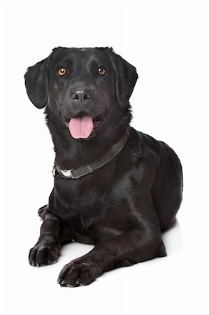 simsearch:400-08314976,k - black Labrador in front of a white background Stock Photo - Budget Royalty-Free & Subscription, Code: 400-05909573