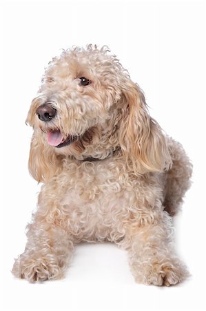 mixed breed dog,Basset Griffon and poodle,in front of a white background Stock Photo - Budget Royalty-Free & Subscription, Code: 400-05909585