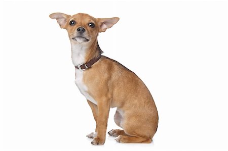 simsearch:400-05732957,k - mixed breed dog,chihuahua and pincher,in front of a white background Foto de stock - Royalty-Free Super Valor e Assinatura, Número: 400-05909587