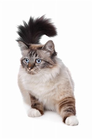 Sacred Birman in front of a white background Stock Photo - Budget Royalty-Free & Subscription, Code: 400-05909583