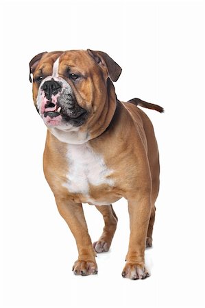 Old English Bulldog in front of a white background Stock Photo - Budget Royalty-Free & Subscription, Code: 400-05909600
