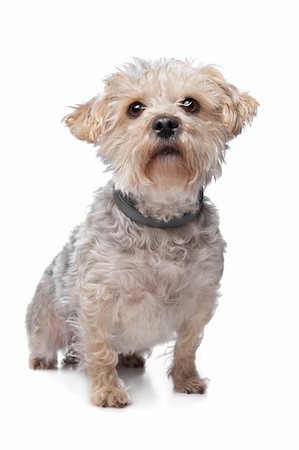 simsearch:400-06364127,k - boomer dog in front of a white background Fotografie stock - Microstock e Abbonamento, Codice: 400-05909616