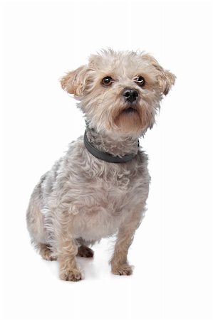simsearch:400-06364127,k - boomer dog in front of a white background Fotografie stock - Microstock e Abbonamento, Codice: 400-05909617