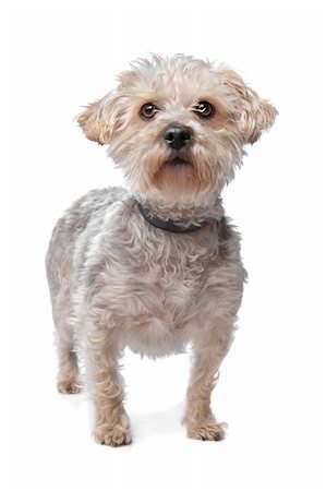 simsearch:400-06364127,k - boomer dog in front of a white background Fotografie stock - Microstock e Abbonamento, Codice: 400-05909618