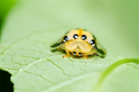 simsearch:400-06427911,k - ladybug in the green nature or in the garden Stock Photo - Budget Royalty-Free & Subscription, Code: 400-05900006