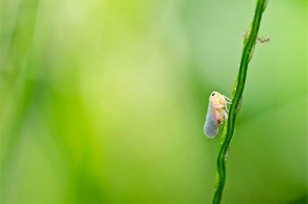 pou - Aphid insect in green nature or in the garden Photographie de stock - Aubaine LD & Abonnement, Code: 400-05900007