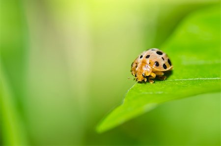 simsearch:400-06427911,k - ladybug in the green nature or in the garden Stock Photo - Budget Royalty-Free & Subscription, Code: 400-05900008