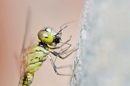 simsearch:400-04364178,k - dragonfly in garden or in green nature Foto de stock - Royalty-Free Super Valor e Assinatura, Número: 400-05900010