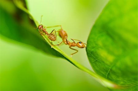 red ant in green nature or in forest Stock Photo - Budget Royalty-Free & Subscription, Code: 400-05900021