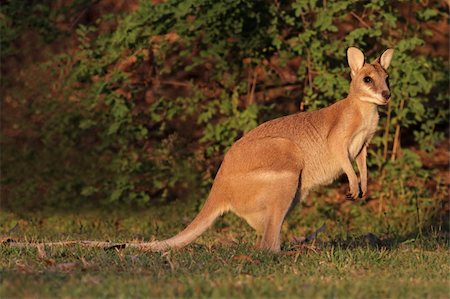 Female Agile Wallaby (Macropus agilis), Kakadu National Park, Northern territory, Australia Stock Photo - Budget Royalty-Free & Subscription, Code: 400-05900108